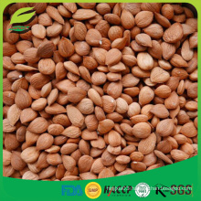 delicious and healthy Raw Almonds Nuts almond /Apricot Kernels